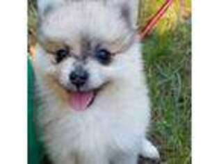 Pomeranian Puppy for sale in Waupaca, WI, USA