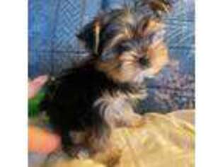 Yorkshire Terrier Puppy for sale in Gary, IN, USA