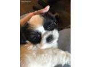 Mutt Puppy for sale in Comfort, TX, USA