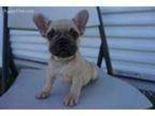 French Bulldog Puppy for sale in Buckeye, AZ, USA