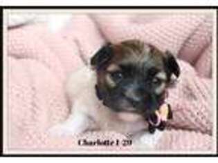 Coton de Tulear Puppy for sale in Morrilton, AR, USA