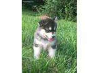Alaskan Malamute Puppy for sale in Greensburg, KY, USA