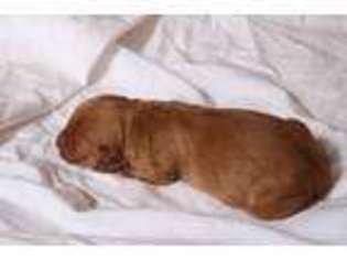 Golden Retriever Puppy for sale in Haxtun, CO, USA