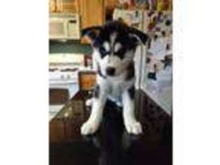 Siberian Husky Puppy for sale in Carroll, OH, USA