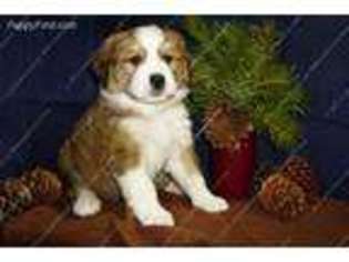Bernese Mountain Dog Puppy for sale in Walla Walla, WA, USA