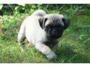 Pug Puppy for sale in Fayetteville, PA, USA