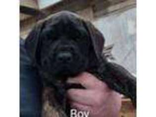 Bullmastiff Puppy for sale in Defiance, OH, USA