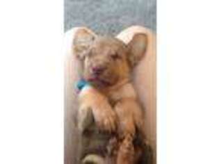 Bloodhound Puppy for sale in Custer, MI, USA