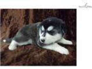 Wolf Hybrid Puppy for sale in Missoula, MT, USA