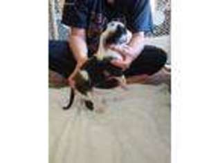 Great Dane Puppy for sale in Elizabethton, TN, USA