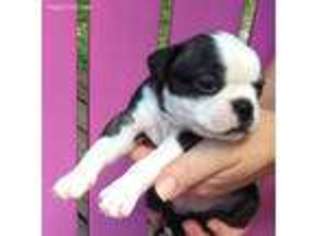 Boston Terrier Puppy for sale in Casselberry, FL, USA