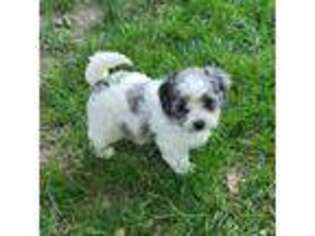 Mutt Puppy for sale in New Vienna, OH, USA