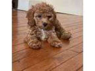 Cavapoo Puppy for sale in Ridgewood, NY, USA