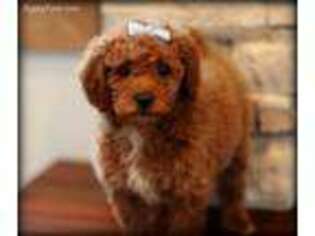 Labradoodle Puppy for sale in Salem, OR, USA
