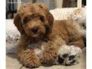Labradoodle Puppy for sale in New Smyrna Beach, FL, USA