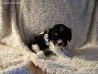 Havanese Puppy for sale in Pleasant Hill, MO, USA
