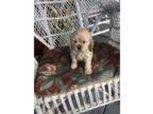 Cocker Spaniel Puppy for sale in Atlanta, GA, USA