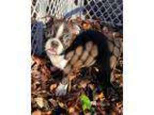 Boston Terrier Puppy for sale in Woodstock, CT, USA