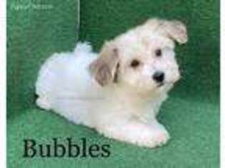 Pomeranian Puppy for sale in Nicholls, GA, USA