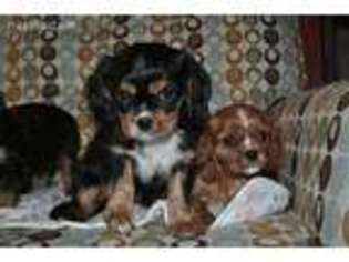 Cavalier King Charles Spaniel Puppy for sale in Dassel, MN, USA
