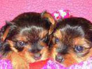 Yorkshire Terrier Puppy for sale in COLCHESTER, CT, USA