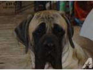 Mastiff Puppy for sale in EAST BROOKFIELD, MA, USA