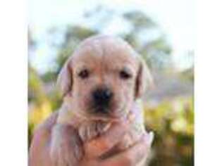 Labrador Retriever Puppy for sale in West Palm Beach, FL, USA
