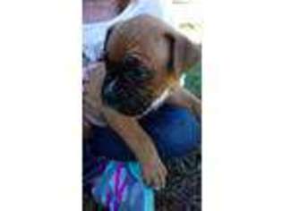 Boxer Puppy for sale in Lake City, FL, USA
