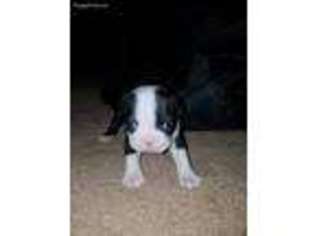Boston Terrier Puppy for sale in Mount Airy, NC, USA