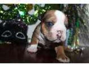 Bulldog Puppy for sale in Chalmette, LA, USA