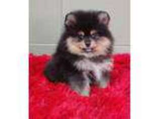 Pomeranian Puppy for sale in San Luis Obispo, CA, USA