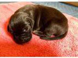 Great Dane Puppy for sale in Rockford, MI, USA