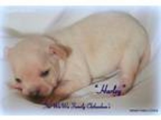 Chihuahua Puppy for sale in Glasgow, KY, USA