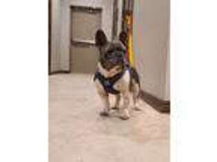 French Bulldog Puppy for sale in Seminole, OK, USA