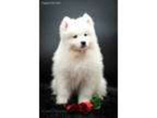 Samoyed Puppy for sale in Keene, TX, USA