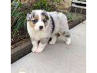 Australian Shepherd Puppy for sale in Little Elm, TX, USA