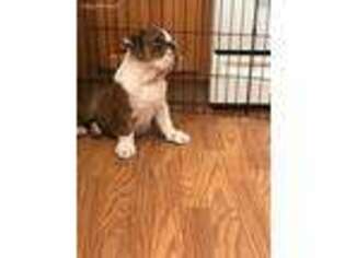 Bulldog Puppy for sale in Powell Butte, OR, USA