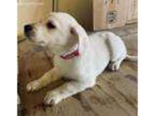 Labrador Retriever Puppy for sale in Forest City, IA, USA