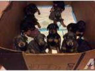 Doberman Pinscher Puppy for sale in CLEARVILLE, PA, USA