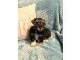 Mutt Puppy for sale in Silsbee, TX, USA