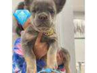 French Bulldog Puppy for sale in Stockbridge, GA, USA