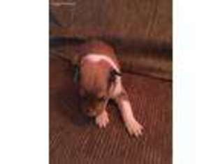 Collie Puppy for sale in Edinburg, PA, USA