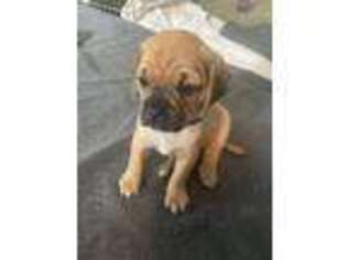 Puggle Puppy for sale in Caledonia, MI, USA