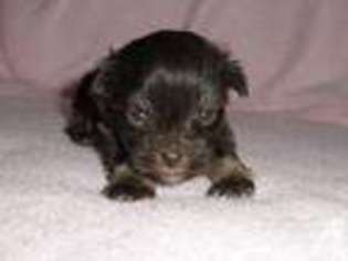 Mutt Puppy for sale in BONITA, CA, USA