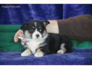 Pembroke Welsh Corgi Puppy for sale in Ephrata, PA, USA