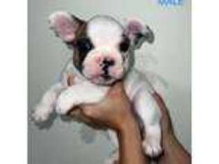 French Bulldog Puppy for sale in Gainesville, GA, USA