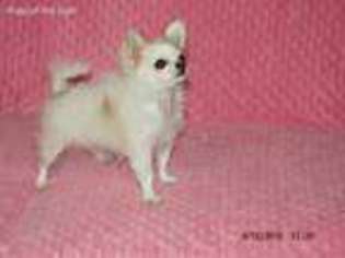 Chihuahua Puppy for sale in Elk Falls, KS, USA
