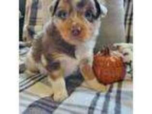 Australian Shepherd Puppy for sale in Grantville, PA, USA
