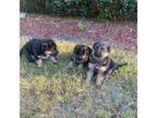 German Shepherd Dog Puppy for sale in Kennesaw, GA, USA