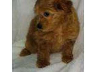 Mutt Puppy for sale in Sussex, NJ, USA